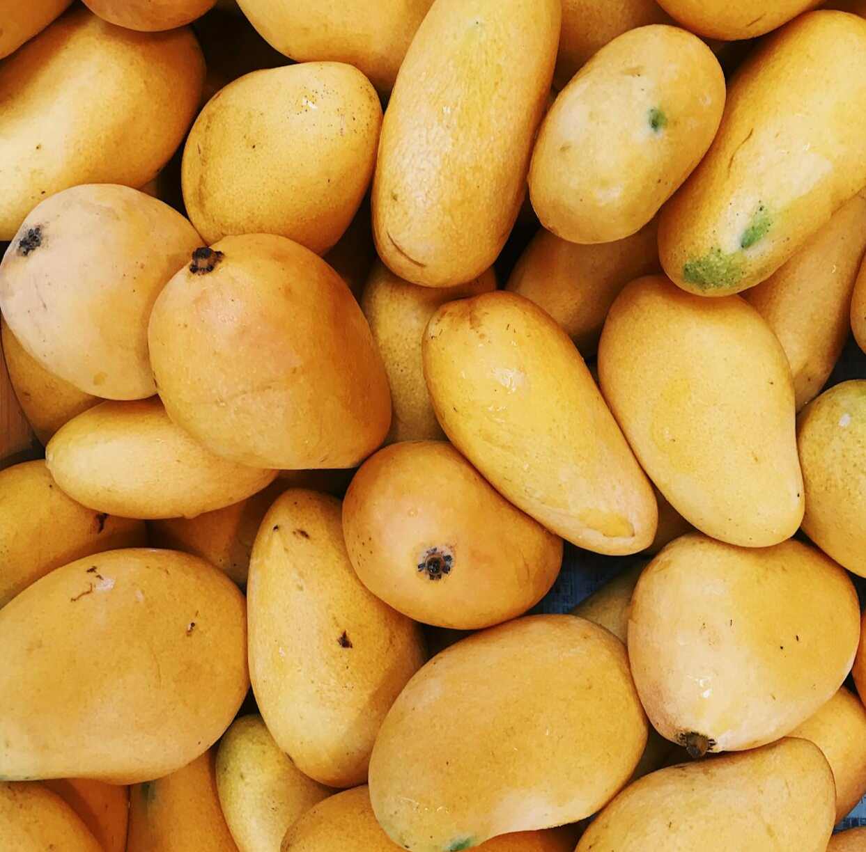 Mango - Summer